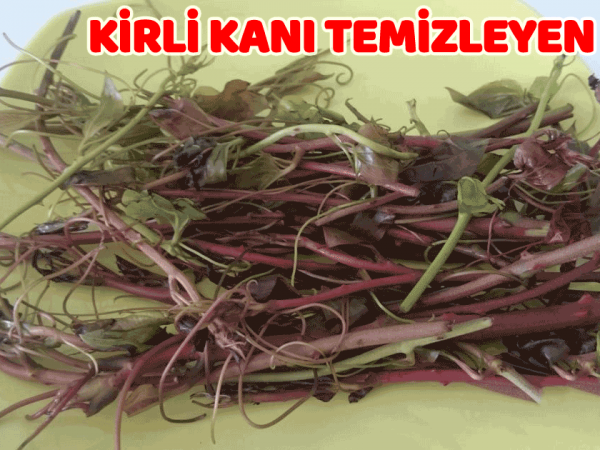 Yaratıcılığı Arttıran 9 Yiyecek Bitkilog